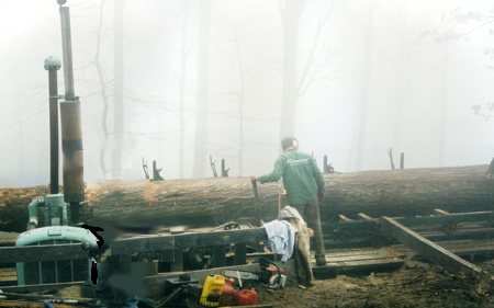 Sawyer Dean Fitzgerald takes a first pass at a good sized red oak log.