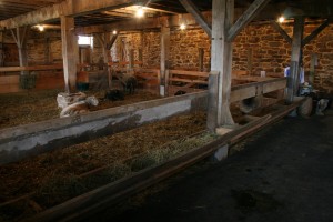Livestock Back Home in the Parlor