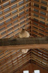 Interior View of Roof Framing with Pea Hen