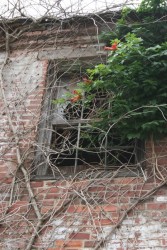The Building Had Been Home To Little More Than Plants and Wildlife For Decades